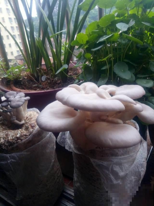 在家种4种蔬菜，简单好操作，生长速度快