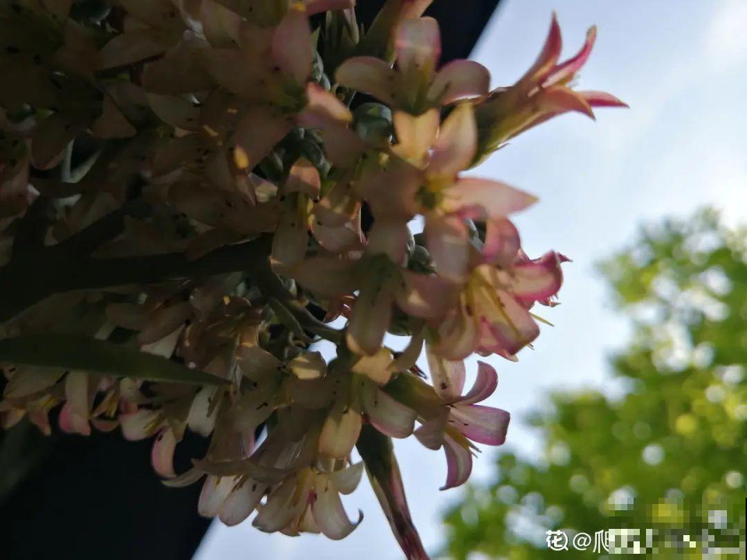 多肉开花不常见，但是颜值还挺高，你会不会剪掉？