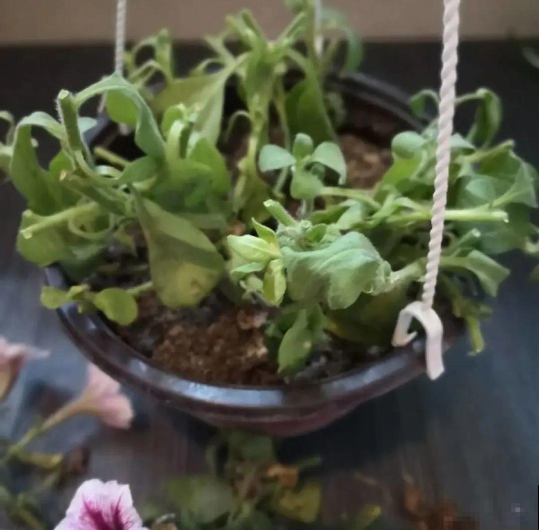 晒不死、热不死的花,越晒花越多,越热长越快 晒不死、热不死的花,越晒花越多,越热长越快