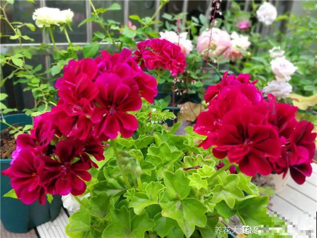 垂吊天竺葵,1年能开上百天,好养不占地儿 垂吊天竺葵,1年能开上百天,好养不占地儿