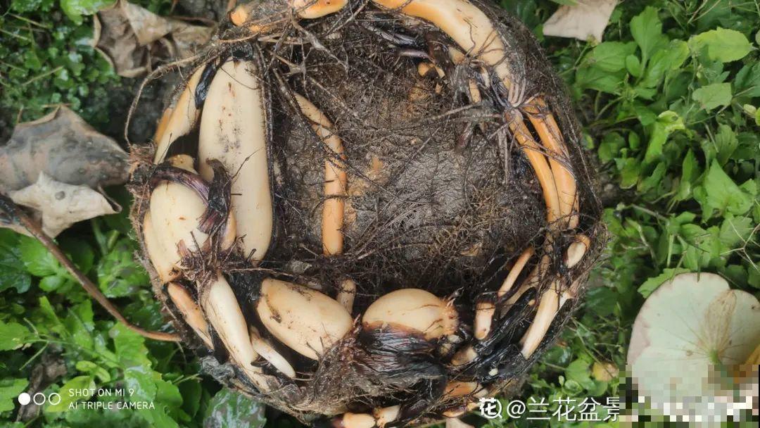 9种花是富贵命,必须大盆养,小盆养会憋死 9种花是富贵命,必须大盆养,小盆养会憋死