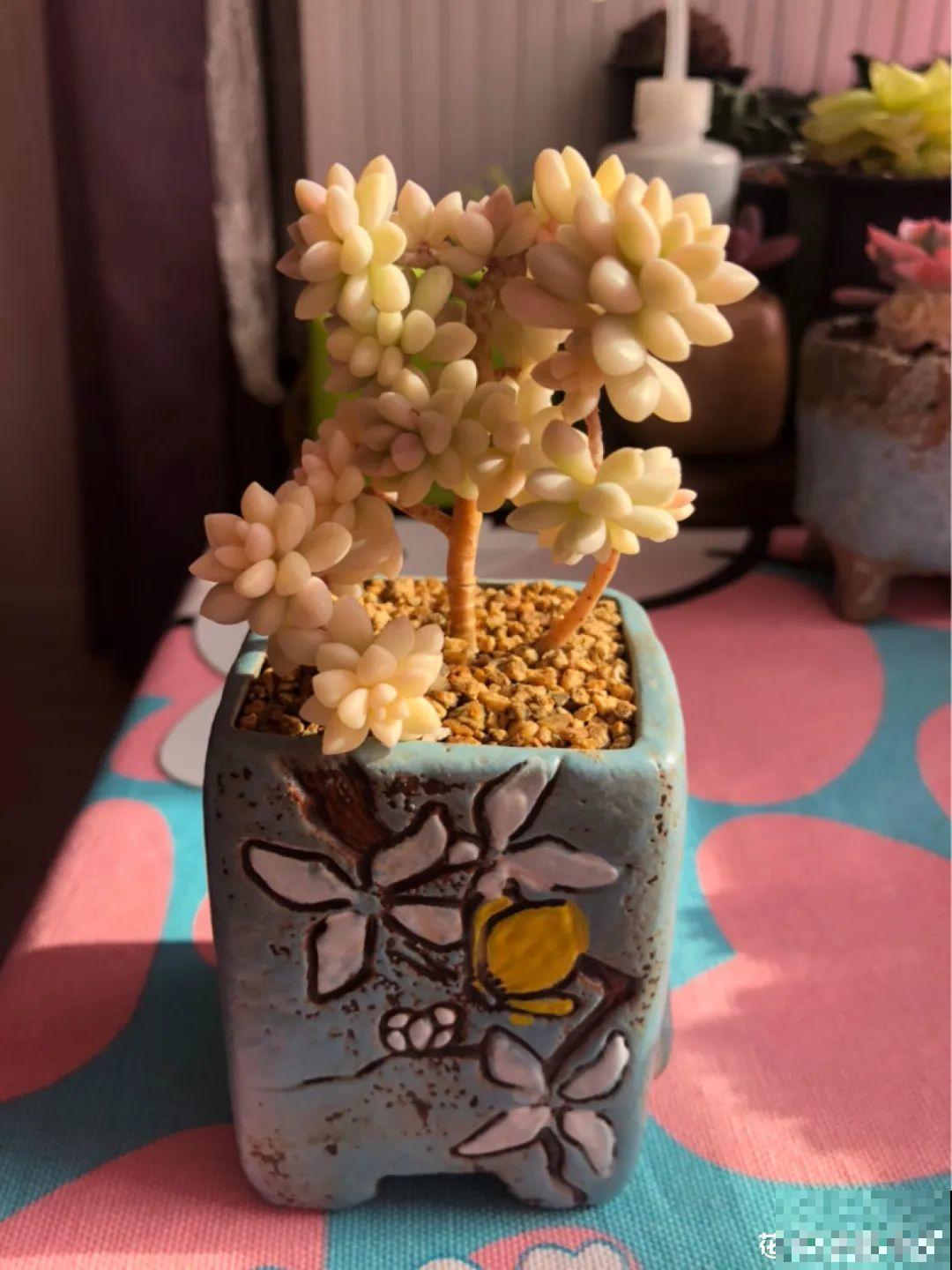 室内养多肉,也能养出水晶果冻色,任谁看到都说好 室内养多肉,也能养出水晶果冻色,任谁看到都说好