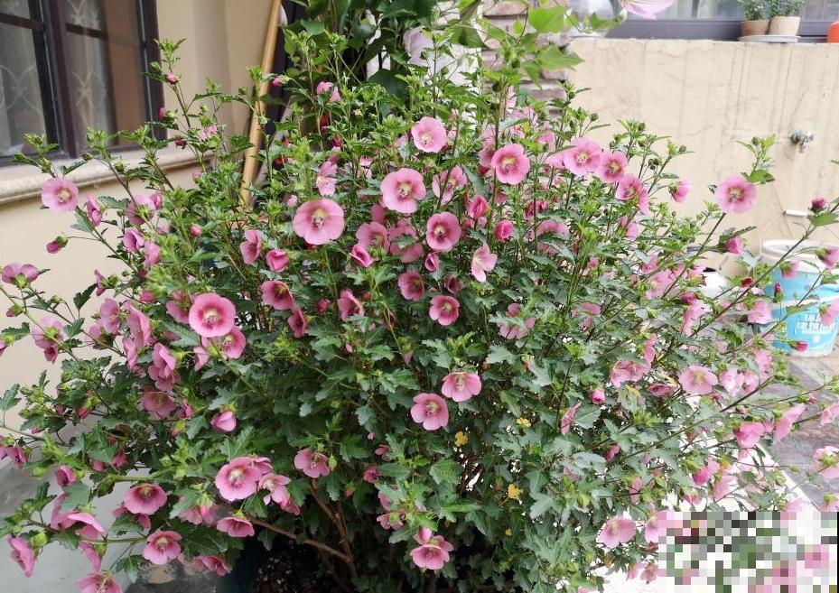 80种常见花卉，读过后，花名难不倒你