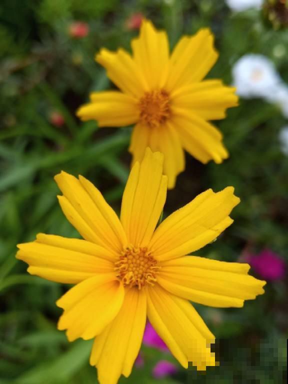 院子角落不能忽略,撒一把花种,年年都开花 院子角落不能忽略,撒一把花种,年年都开花