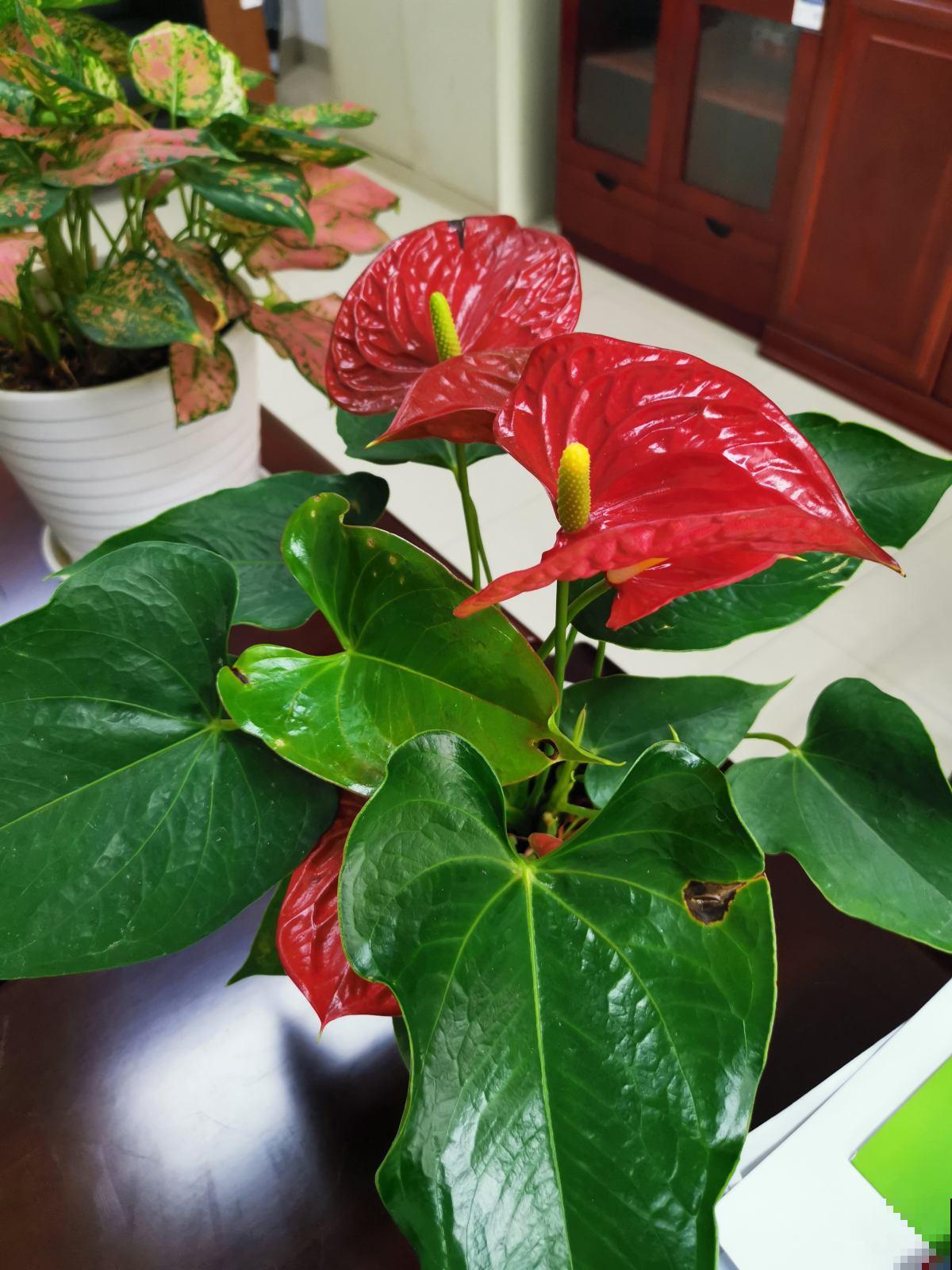 家庭常见花卉养护要点，看完你就都会了（下）