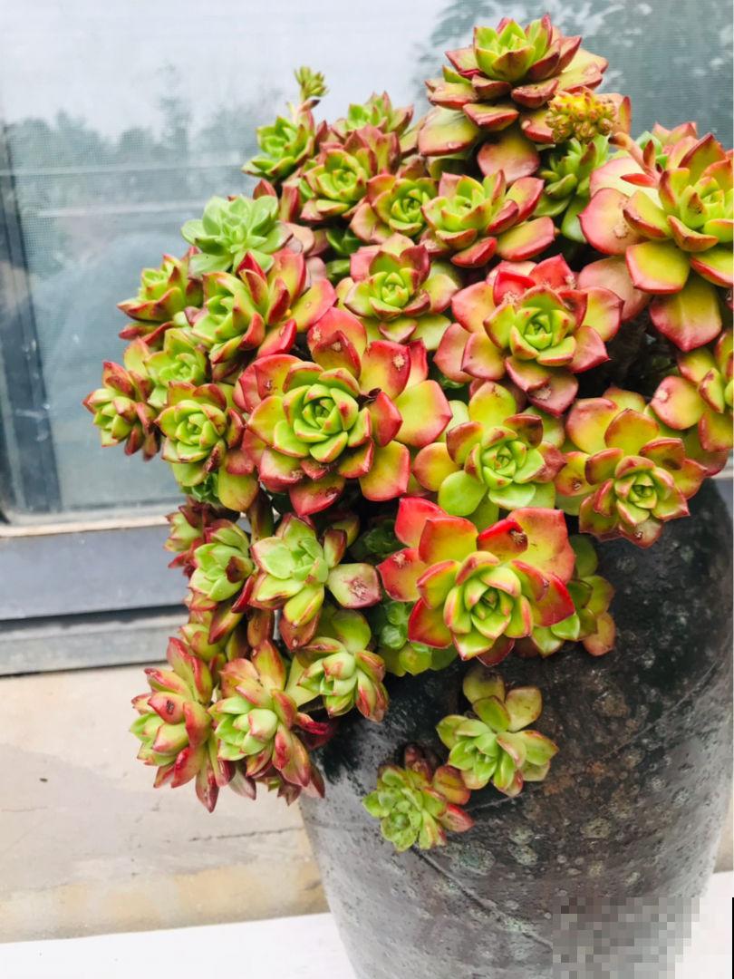 新手养多肉，打好基础是关键，5个要点要记住