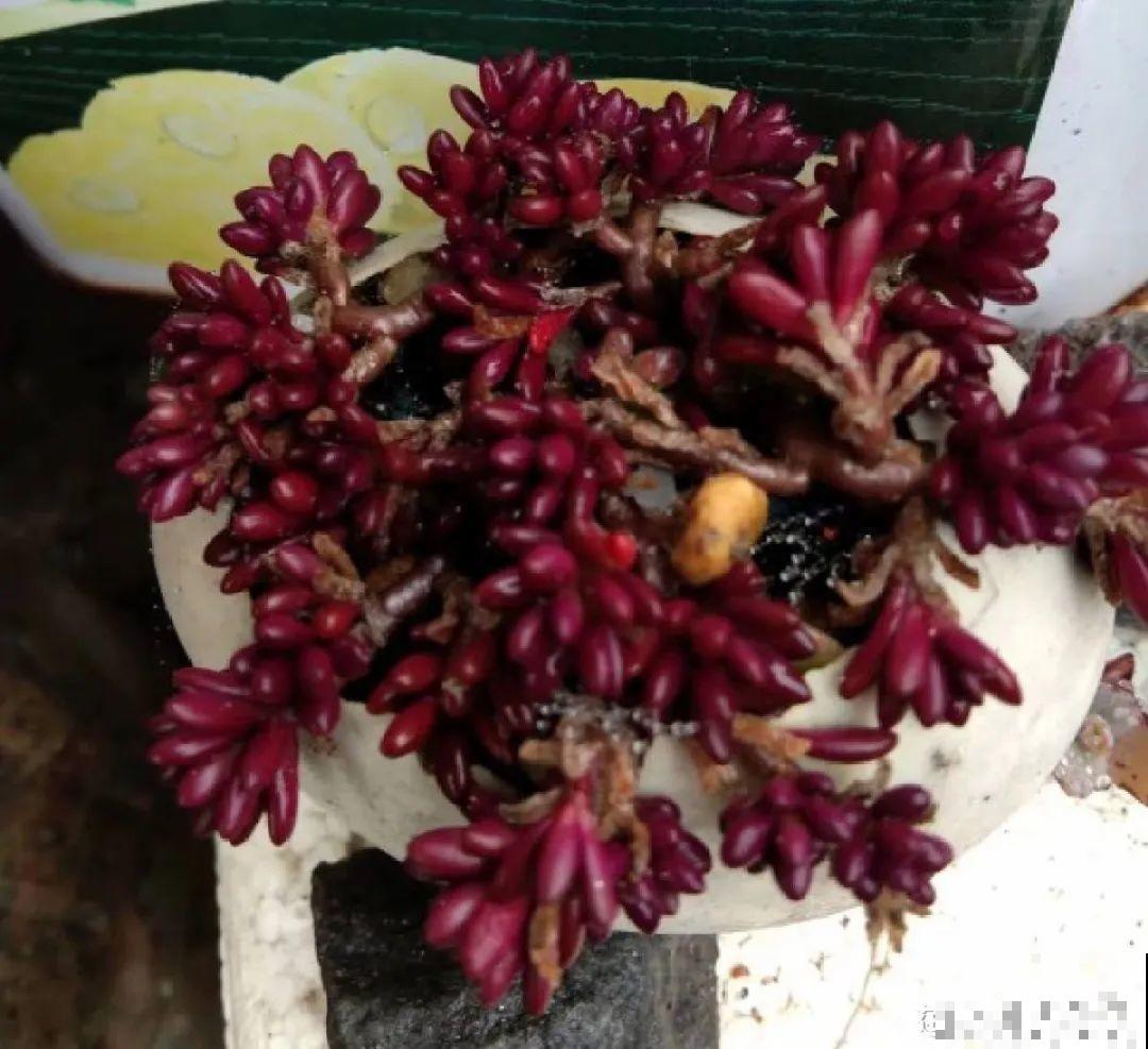 蛋壳里养多肉,长成老桩超好看,还能废物利用 蛋壳里养多肉,长成老桩超好看,还能废物利用