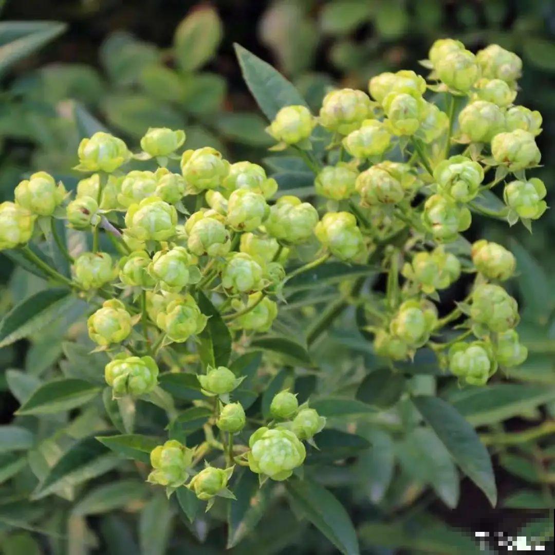 美人般的花,花开瞬间美到窒息,谁见都夸 美人般的花,花开瞬间美到窒息,谁见都夸