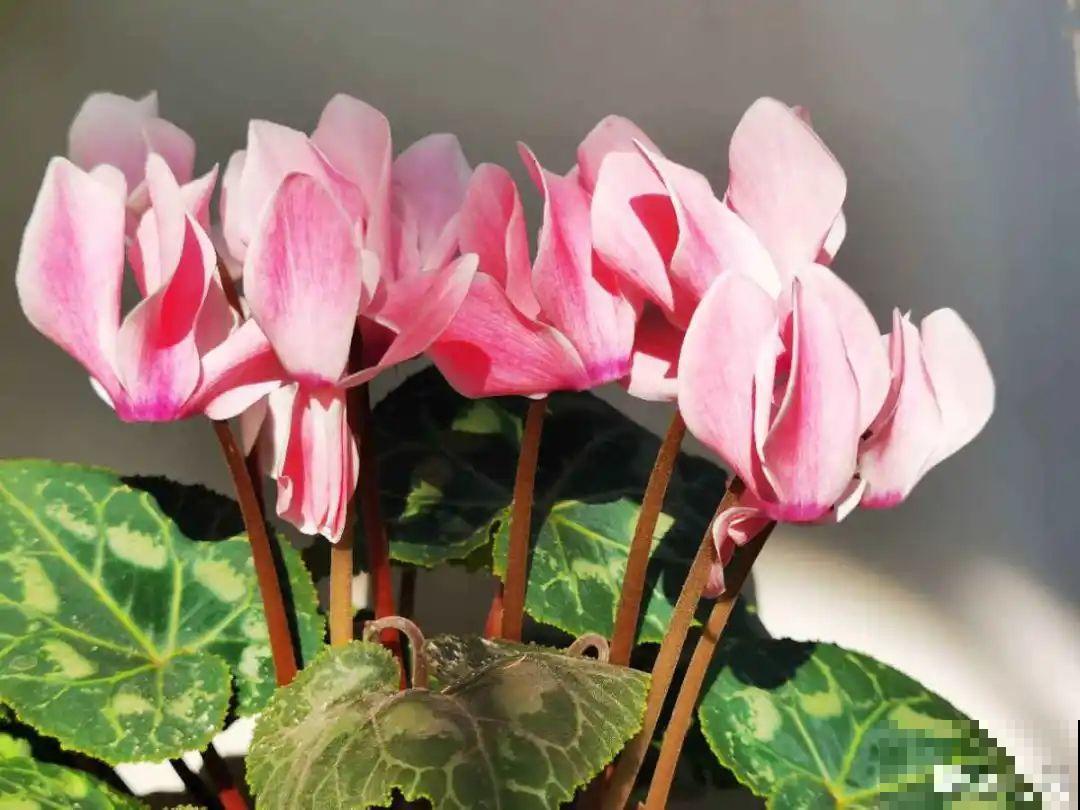 10种花夏天要休眠,必须控制浇水,不然全都浇死了 10种花夏天要休眠,必须控制浇水,不然全都浇死了