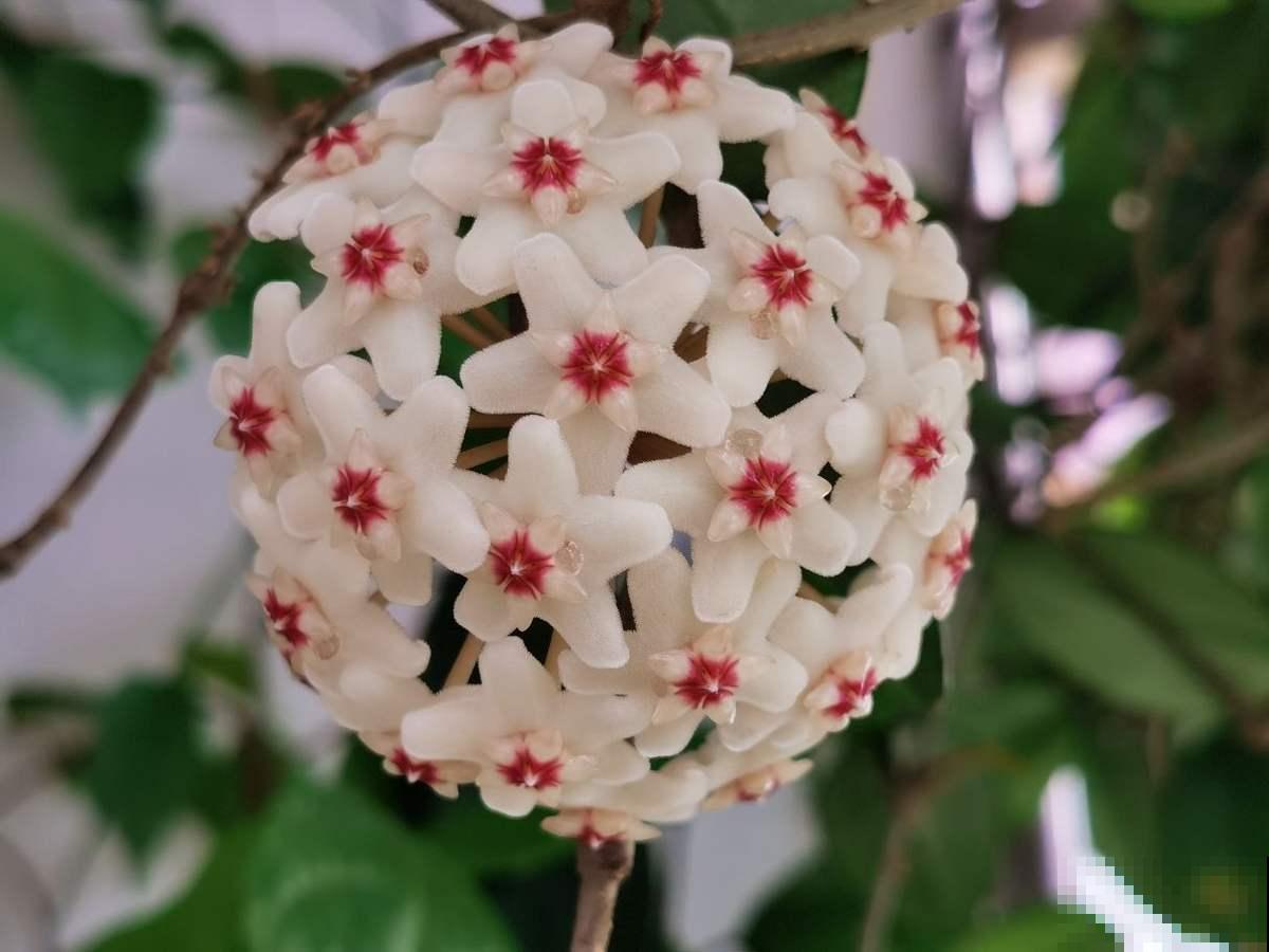 最好的养老方式,就是“沾花惹草”! 最好的养老方式,就是“沾花惹草”!