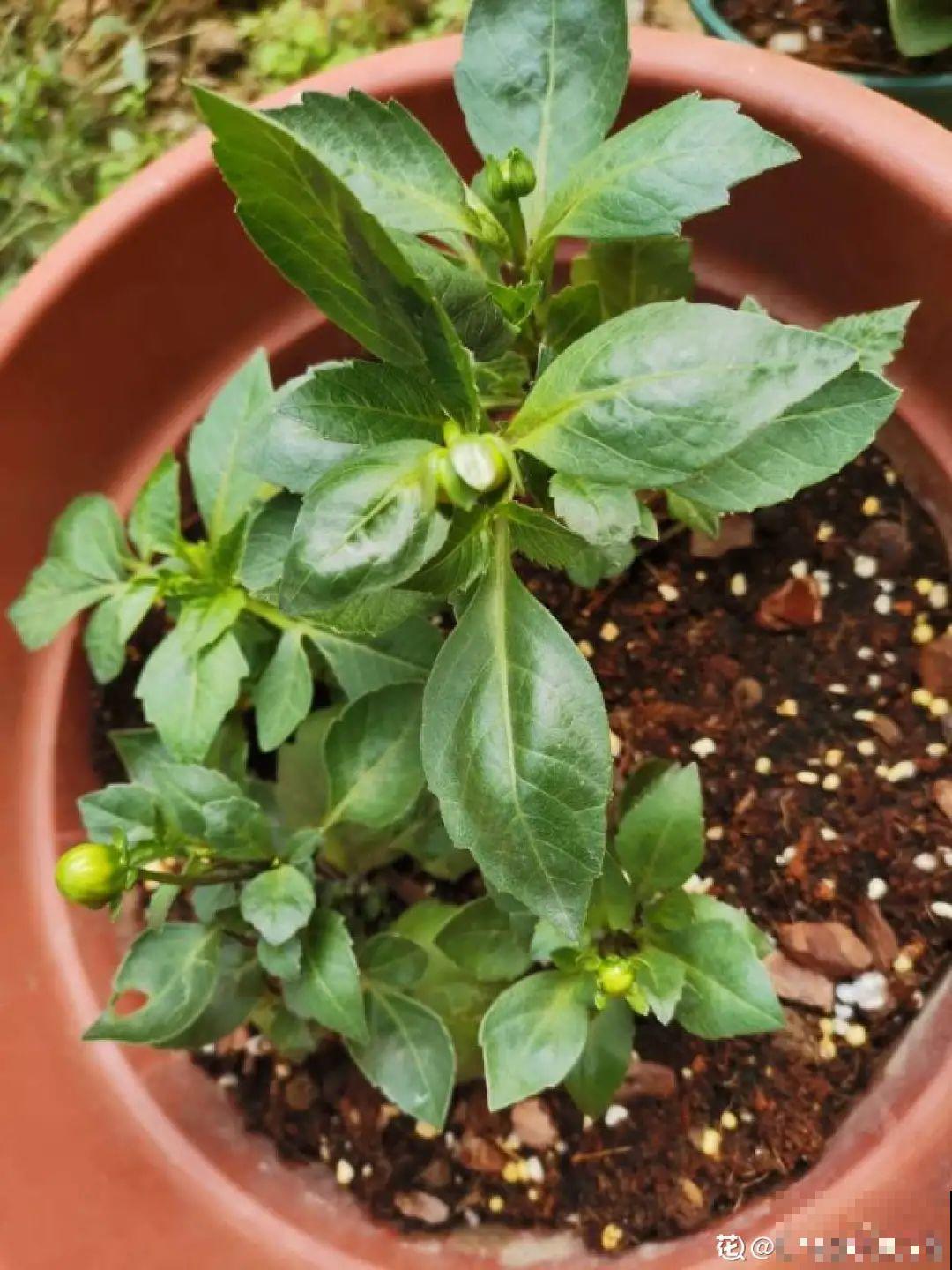 公认的难养花，买一盆死一盆，原来是被动了手脚…