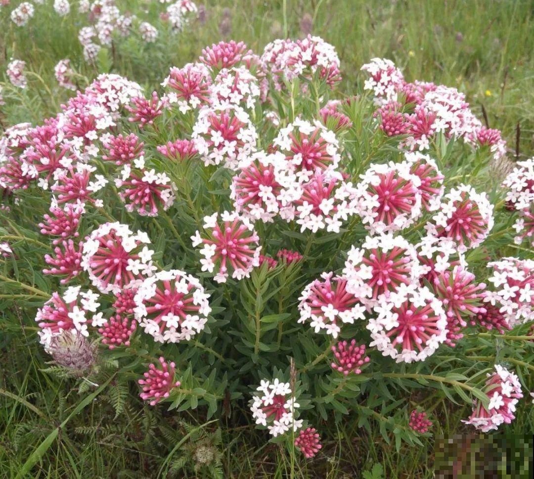 20种有毒花，看见绕道儿走，千万别乱摸