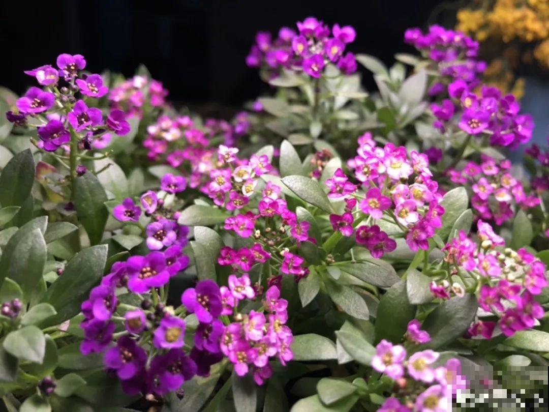 家里养盆“省心”花,自己开花自己结种,不用再买花种了 家里养盆“省心”花,自己开花自己结种,不用再买花种了