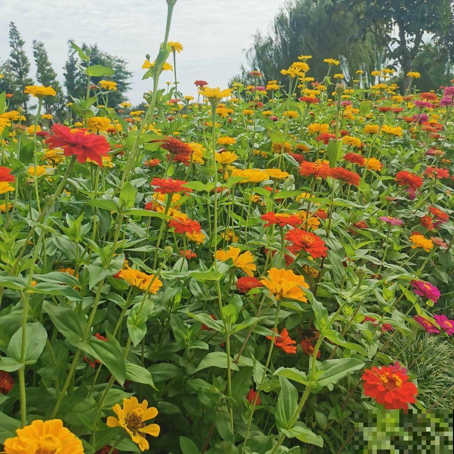 5种适合夏天养的菊花,一开就是一大片,年年收种子年年种 5种适合夏天养的菊花,一开就是一大片,年年收种子年年种