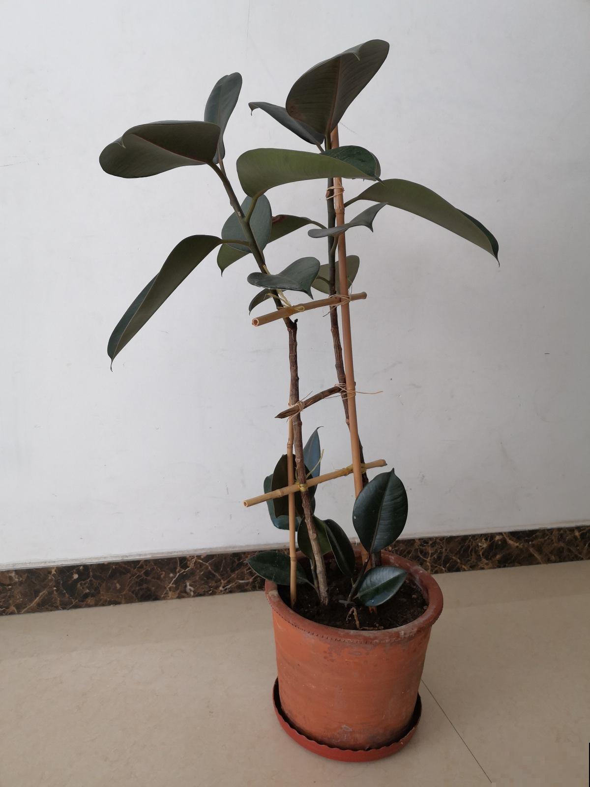 想在家里养花，先看看这5个忌讳，很多人都会犯！