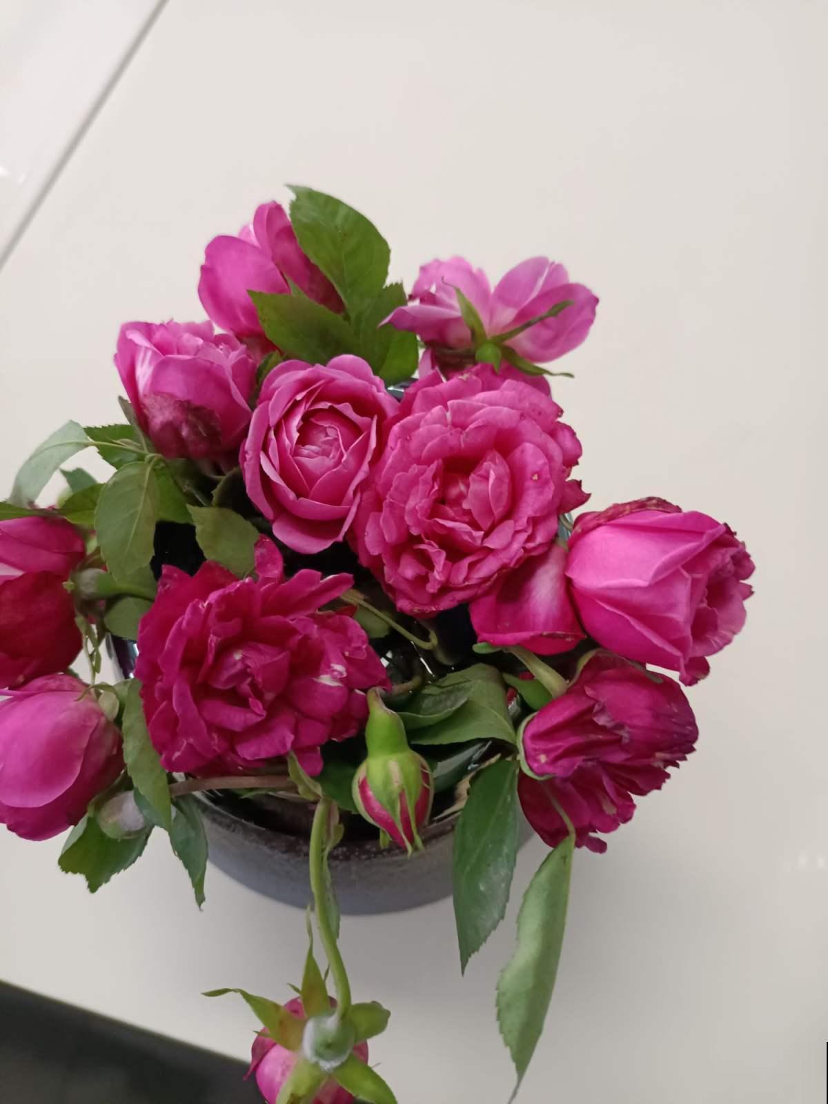 玫瑰原来是月季,养了这么久,还不知道名! 玫瑰原来是月季,养了这么久,还不知道名!