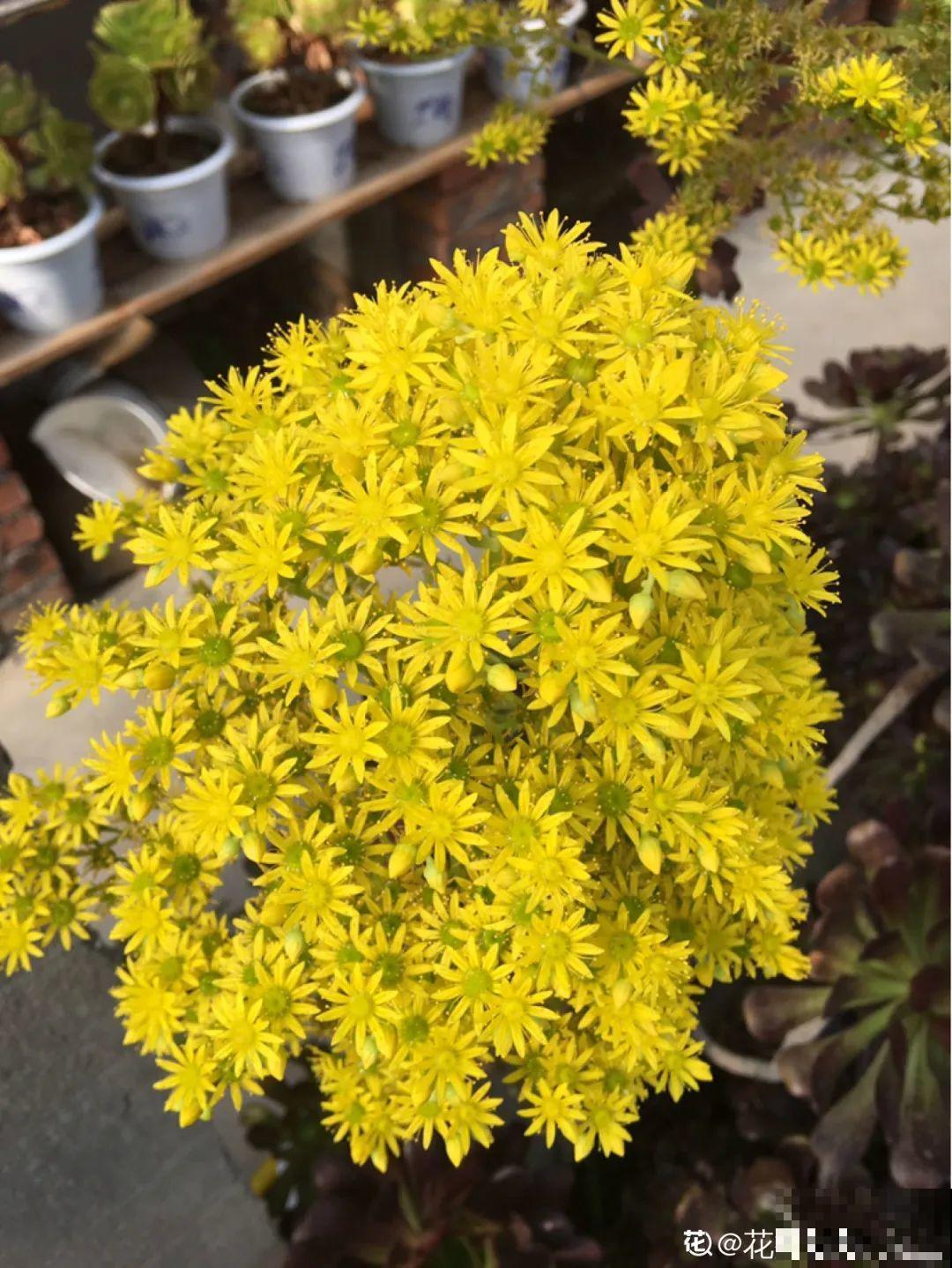 多肉开花不常见，但是颜值还挺高，你会不会剪掉？