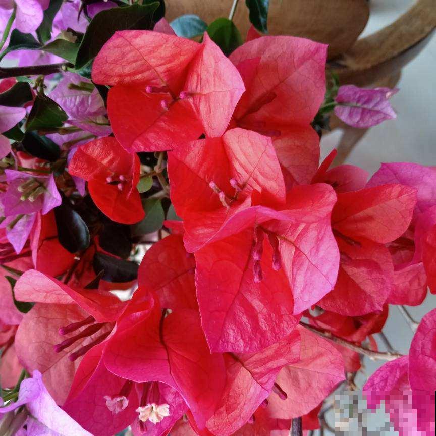 初春6种花,花骨朵呼呼冒,离花开满园不远了 初春6种花,花骨朵呼呼冒,离花开满园不远了