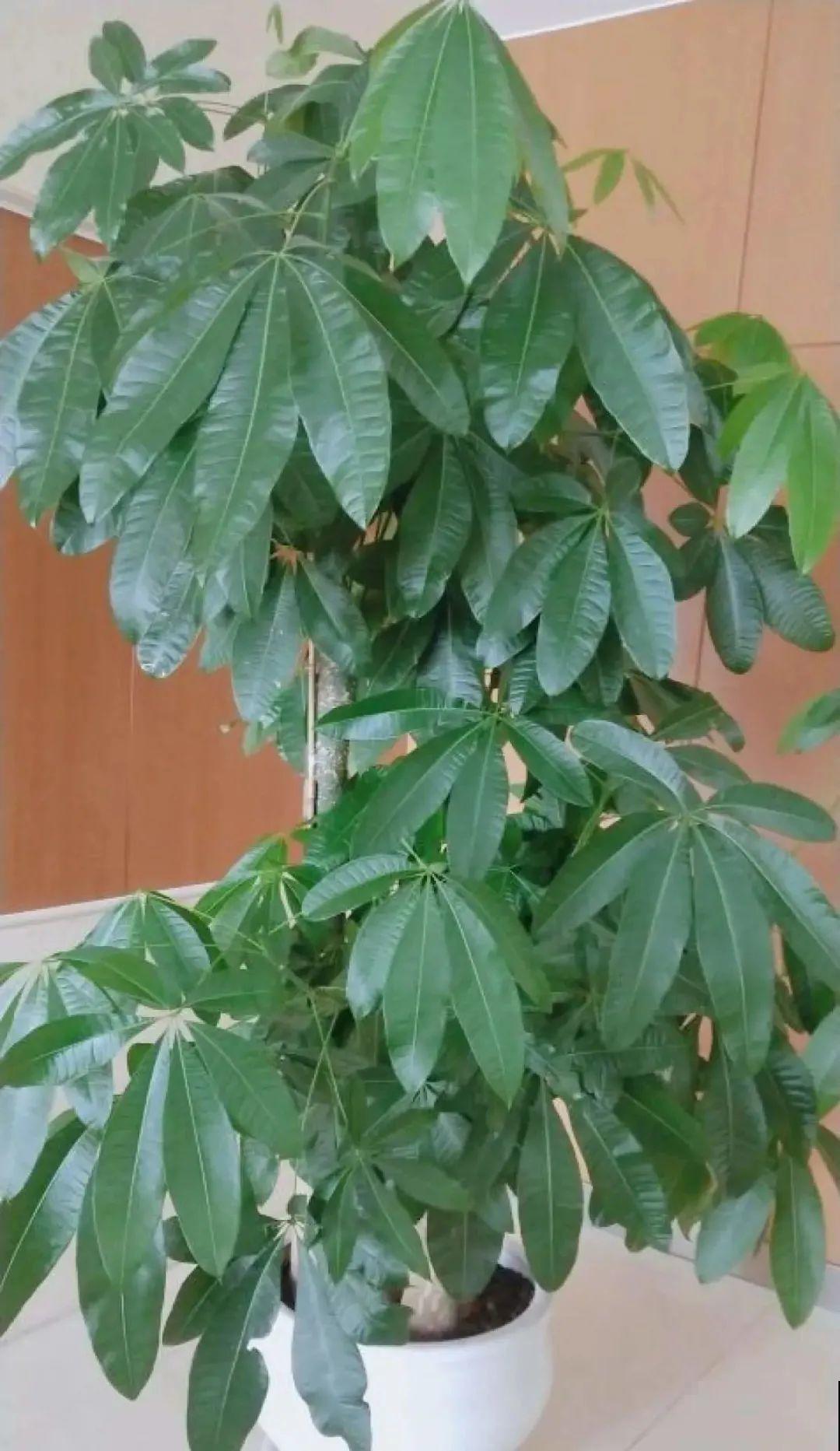 给花浇水掺点白醋，植物根比萝卜还粗，健壮不黄叶