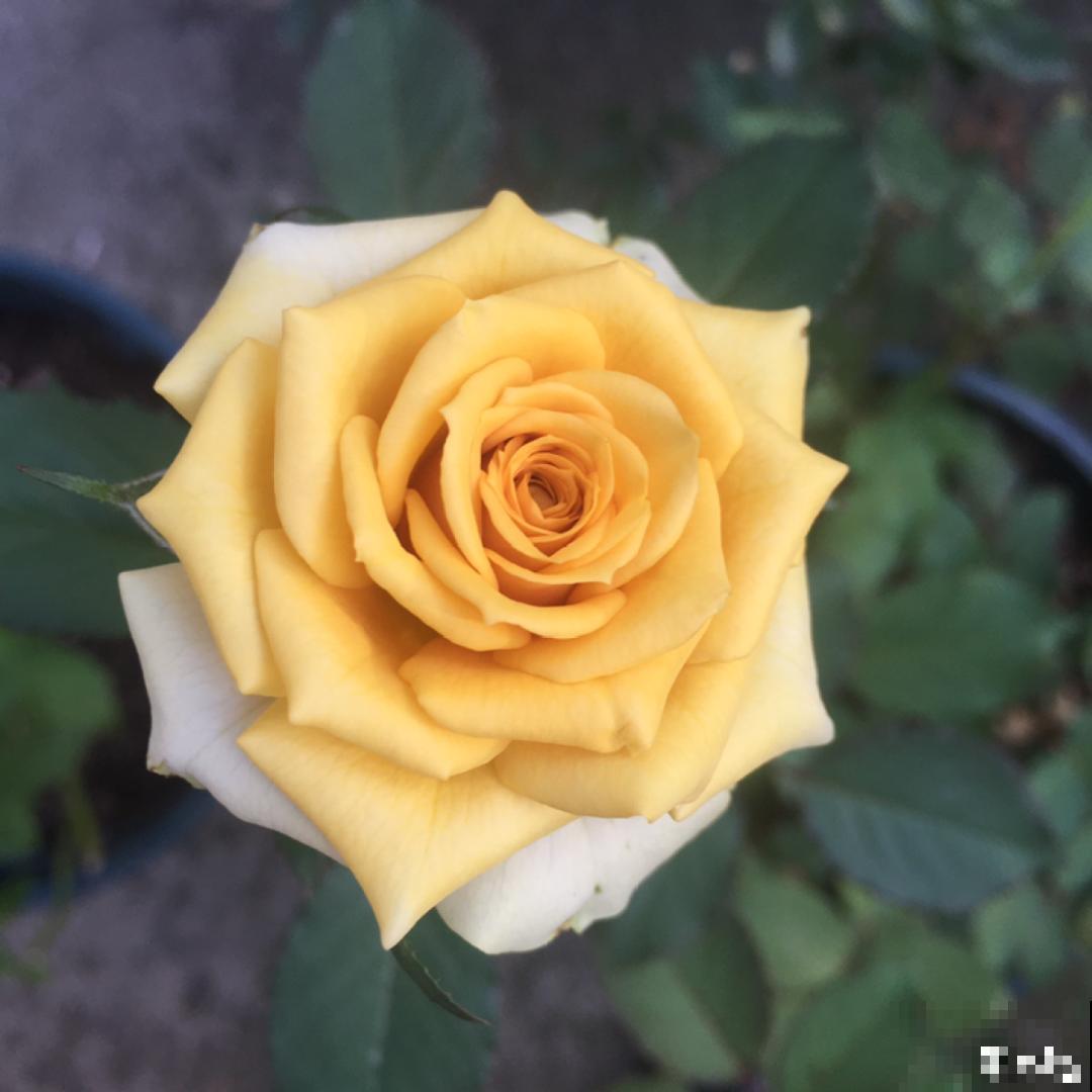 50种月季，各有各的美，哪一种是你的“菜”？