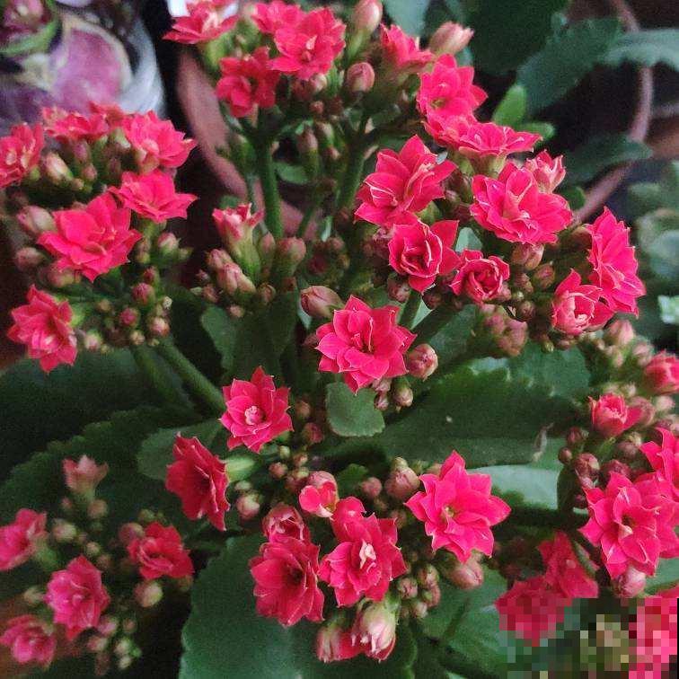 春天植物开始苏醒,养花要注意“5要点”,才能长得壮 春天植物开始苏醒,养花要注意“5要点”,才能长得壮