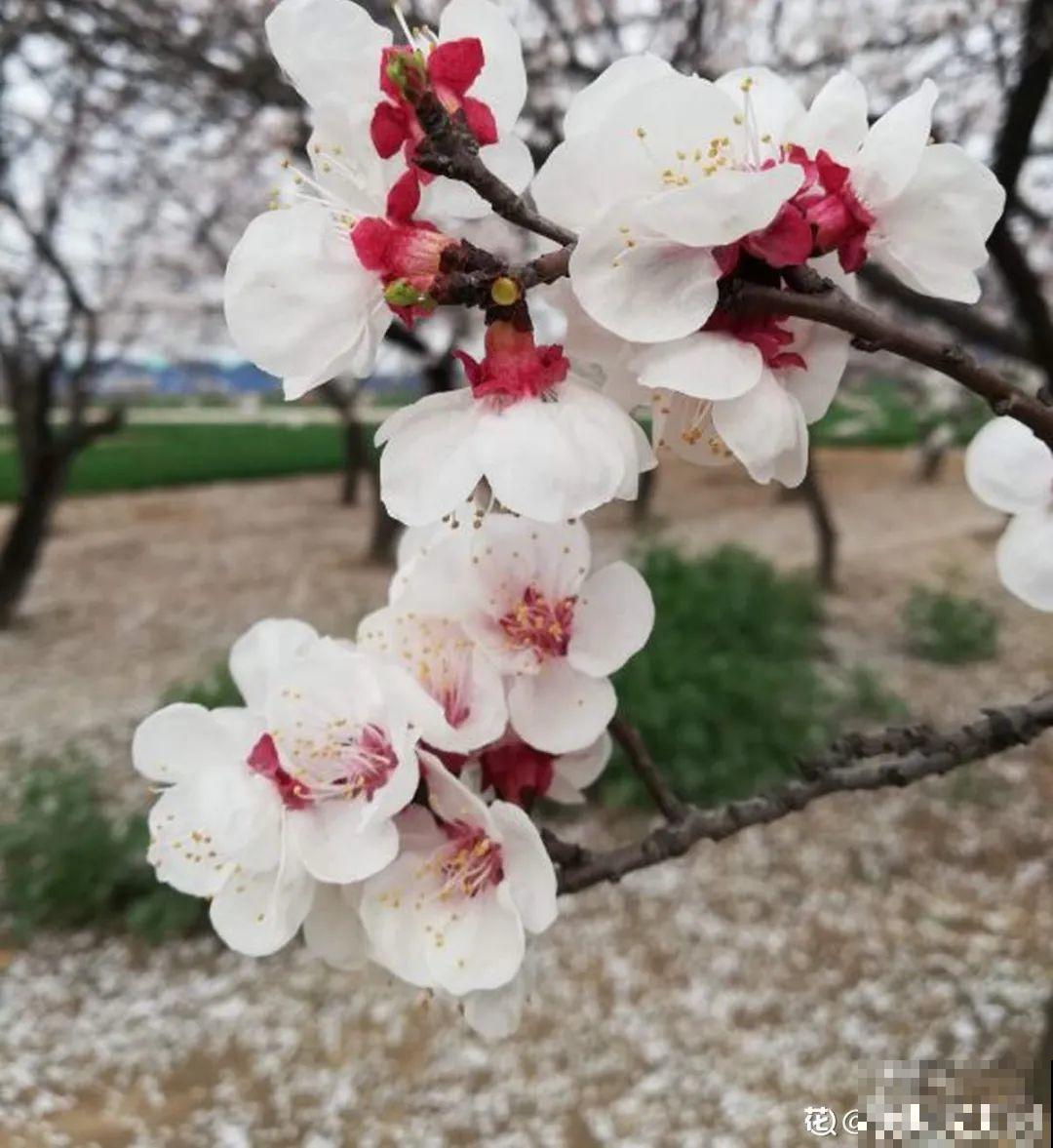 清明赏花，带上这份花卉图谱，变身行走的识花机器