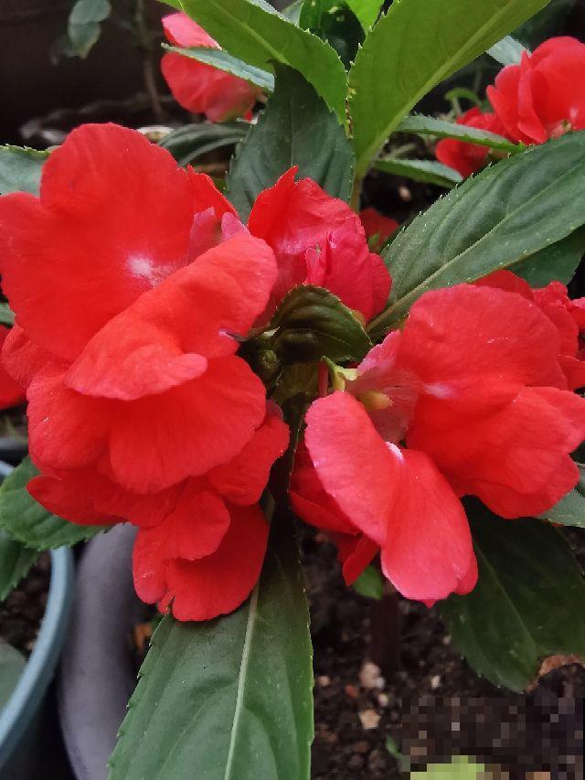 养这4种花,省事不费力,开出又大又艳的花来! 养这4种花,省事不费力,开出又大又艳的花来!