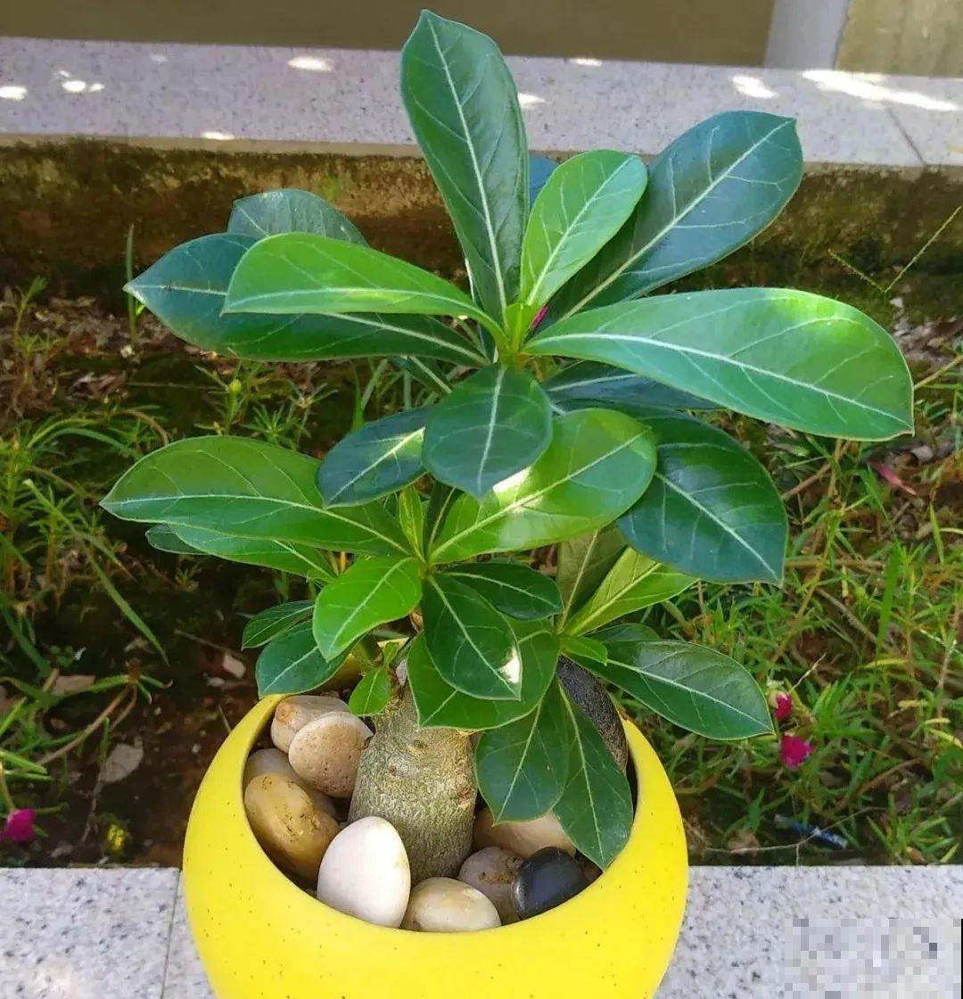 沙漠玫瑰带个大肚子，1个月不浇水照样活，开花比月季美