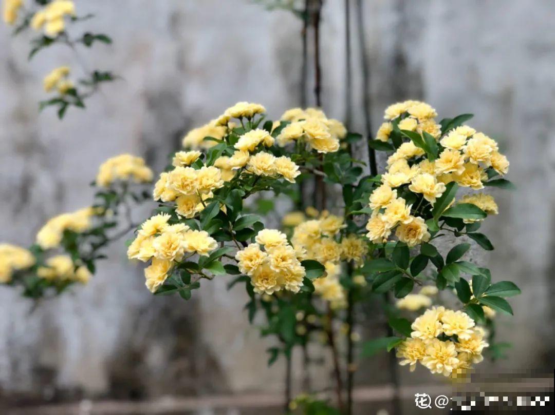 家里养盆香水花,满屋子飘香,还能净化空气 家里养盆香水花,满屋子飘香,还能净化空气
