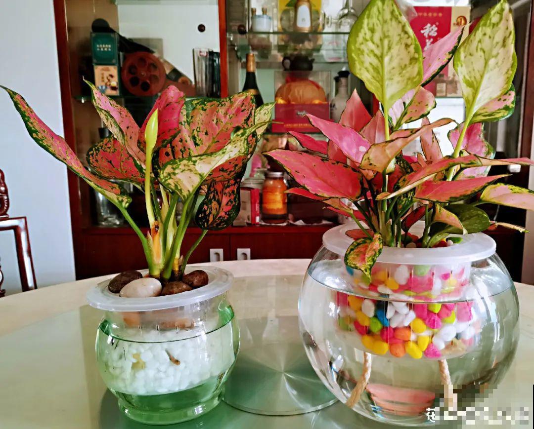 绿萝可以扔了,养盆“格调”花,颜值高还有气质 绿萝可以扔了,养盆“格调”花,颜值高还有气质