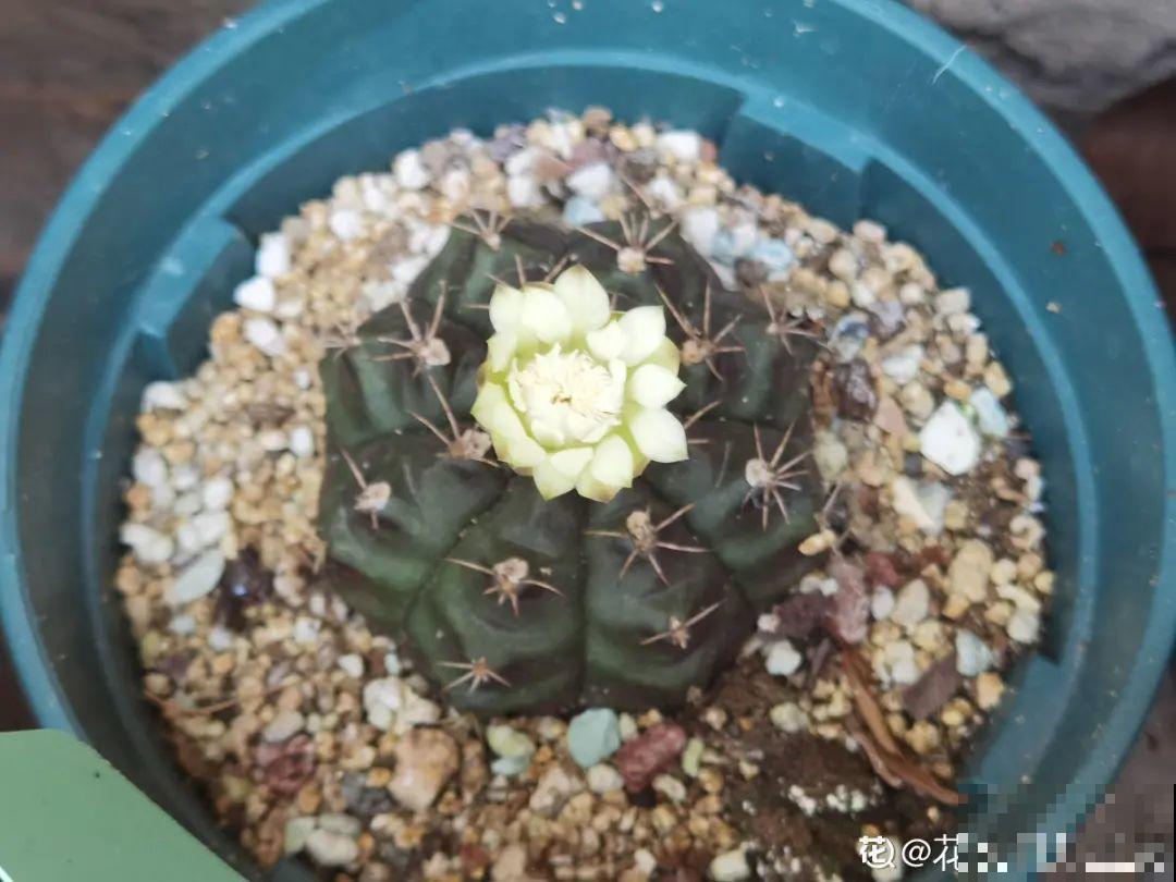 虐着养的花，剪成秃子，半月不浇水，呼呼开花