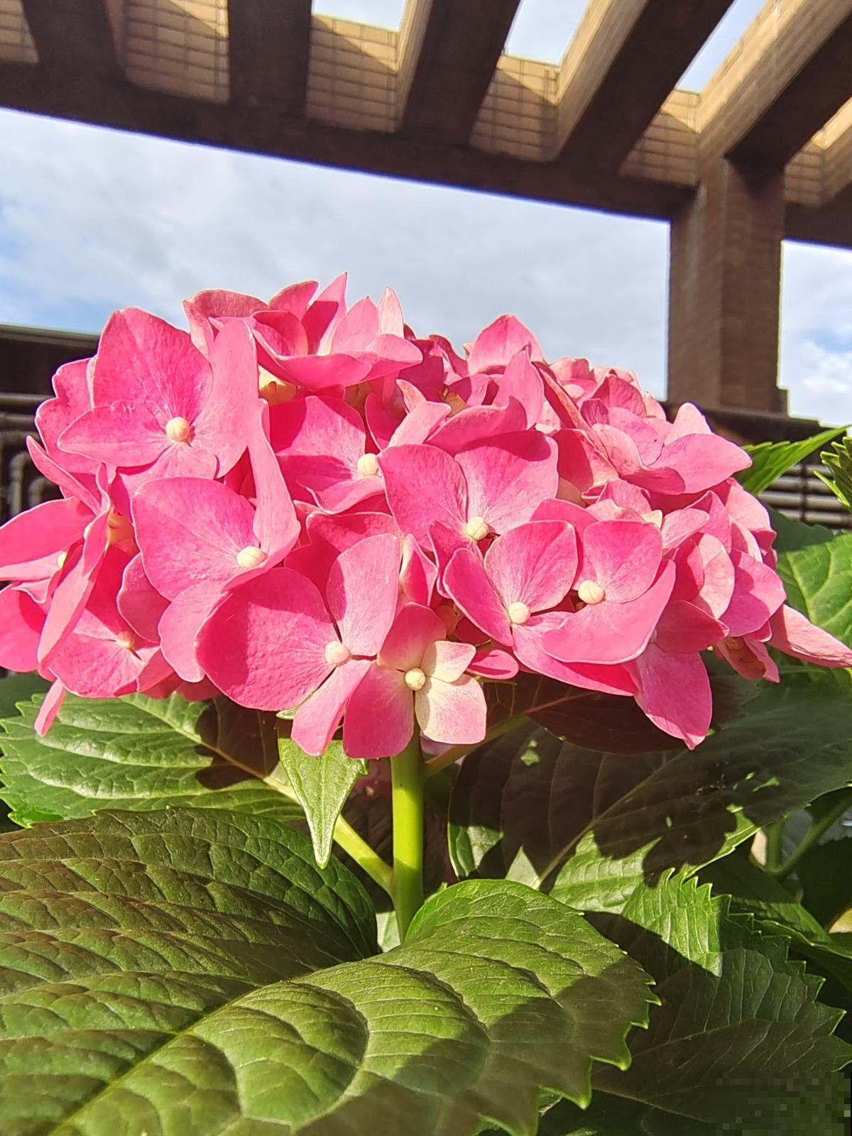 2种植物开花真喜人，一朵比拳头还大， 现在正是花期