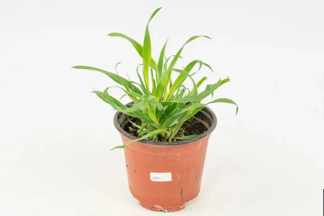 超可爱的小众花，有趣的人都在养，毛茸茸的特可爱