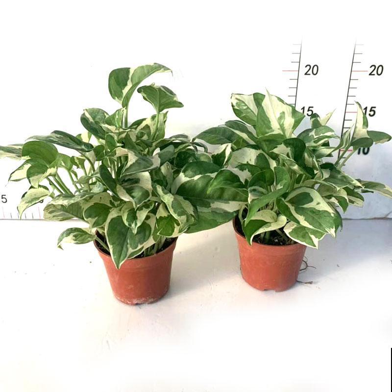 绿萝叶子长“花斑”,颜值更高了,气质拉满 绿萝叶子长“花斑”,颜值更高了,气质拉满