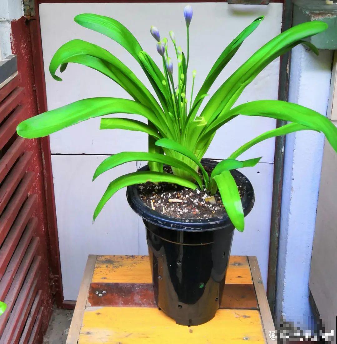 家里养盆“大脸”花，开花巨无霸，看着就喜庆