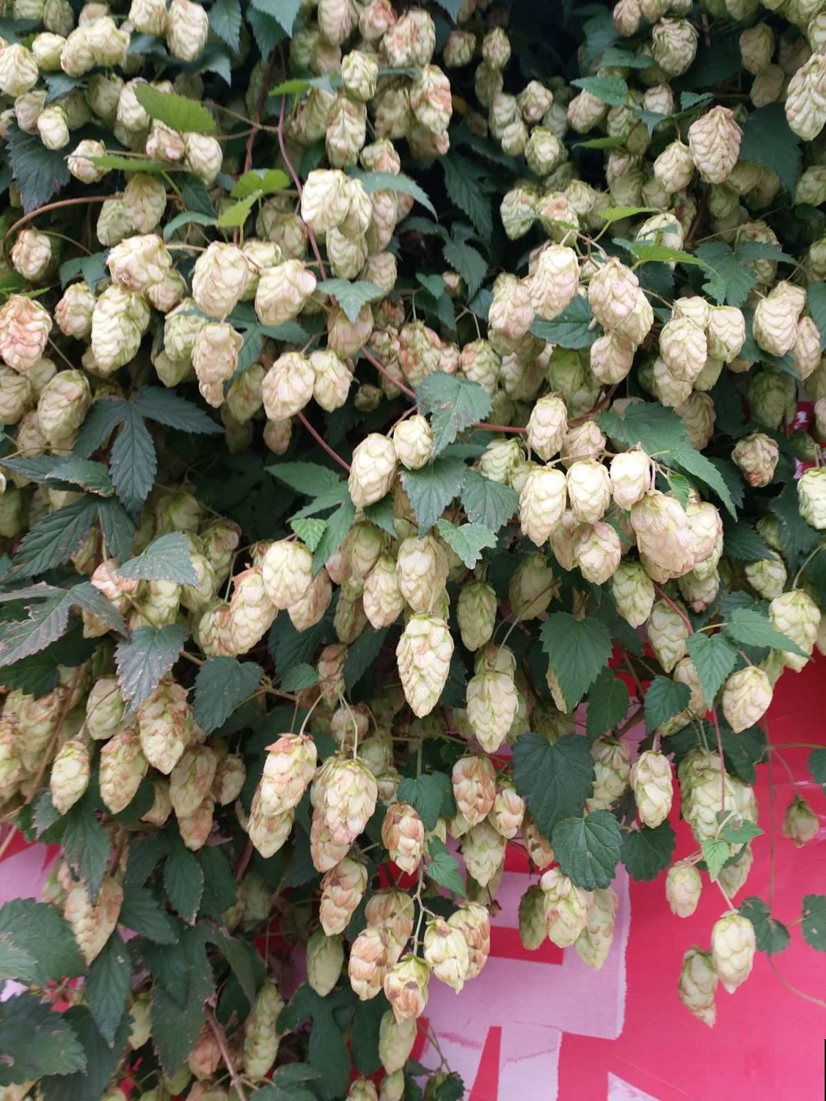 啤酒为什么叫啤酒？都是因为这种花，加入一点口感变好！