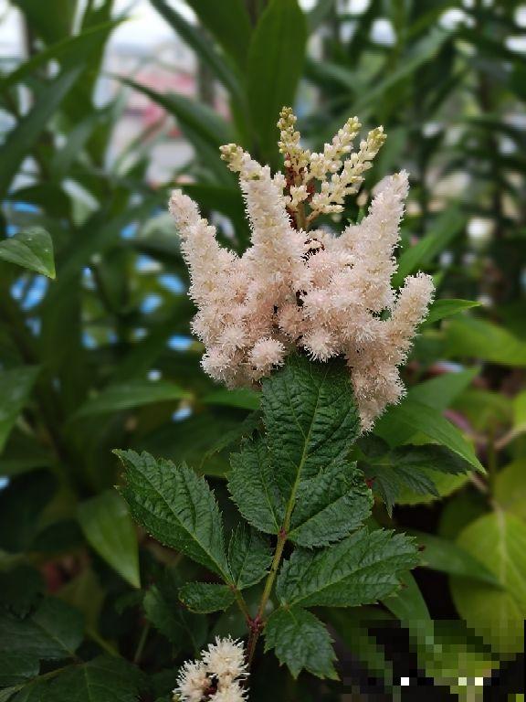 仙气飘飘的落新妇，开花气质独特， 让人一眼就爱上