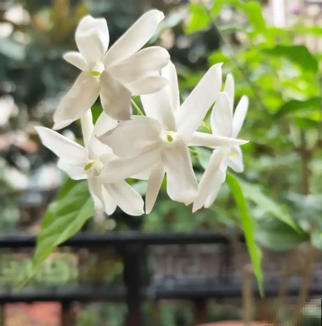 家里养盆香水花,满屋子飘香,还能净化空气 家里养盆香水花,满屋子飘香,还能净化空气