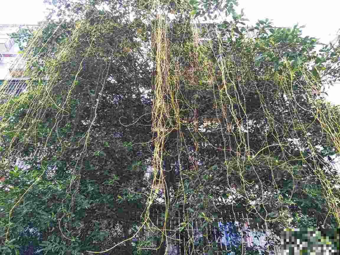 入侵植物太可怕，泛滥严重，家里见到就要拔干净