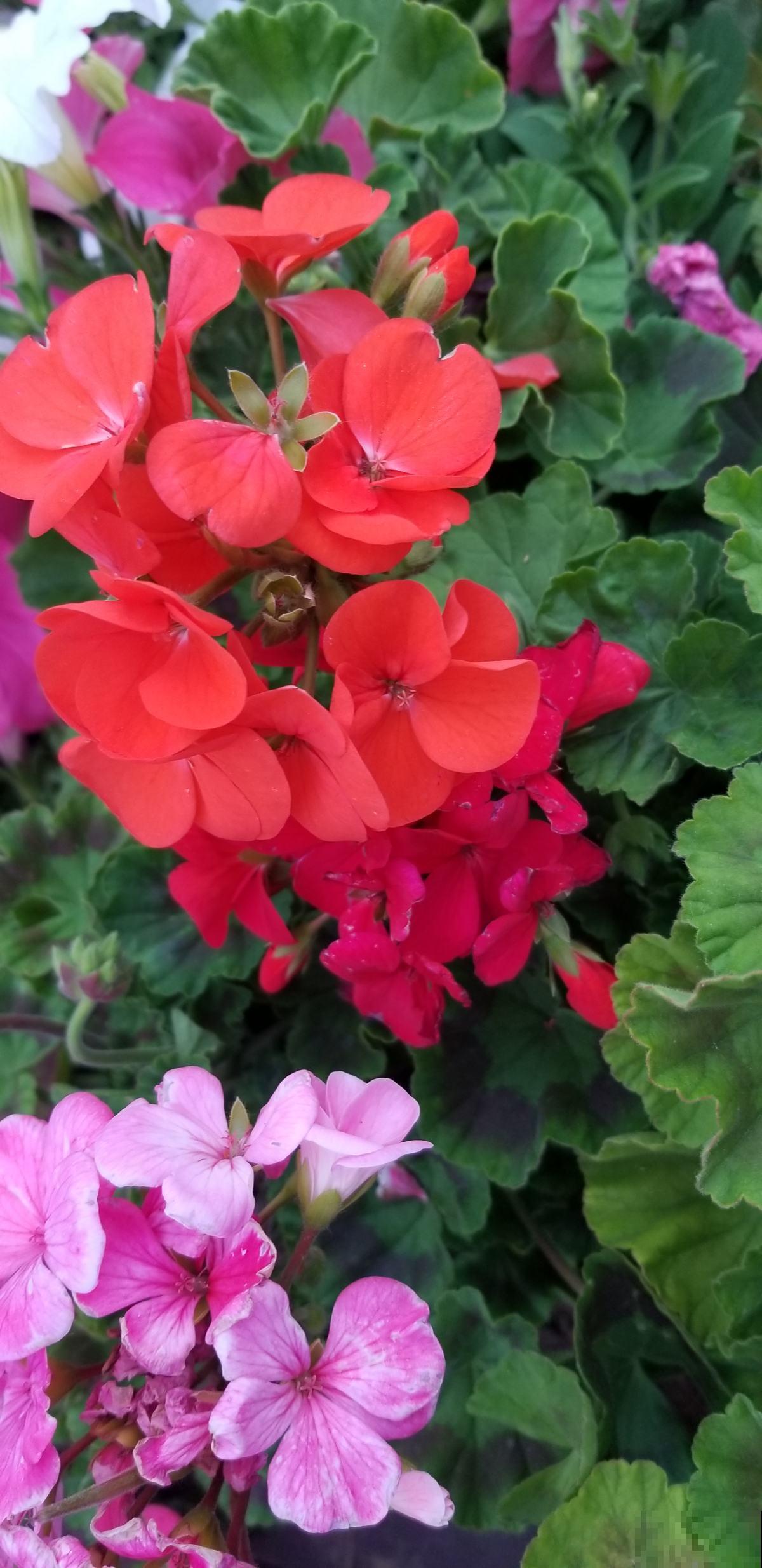 天竺葵开爆盆的技巧，看完轻松养出大花球！