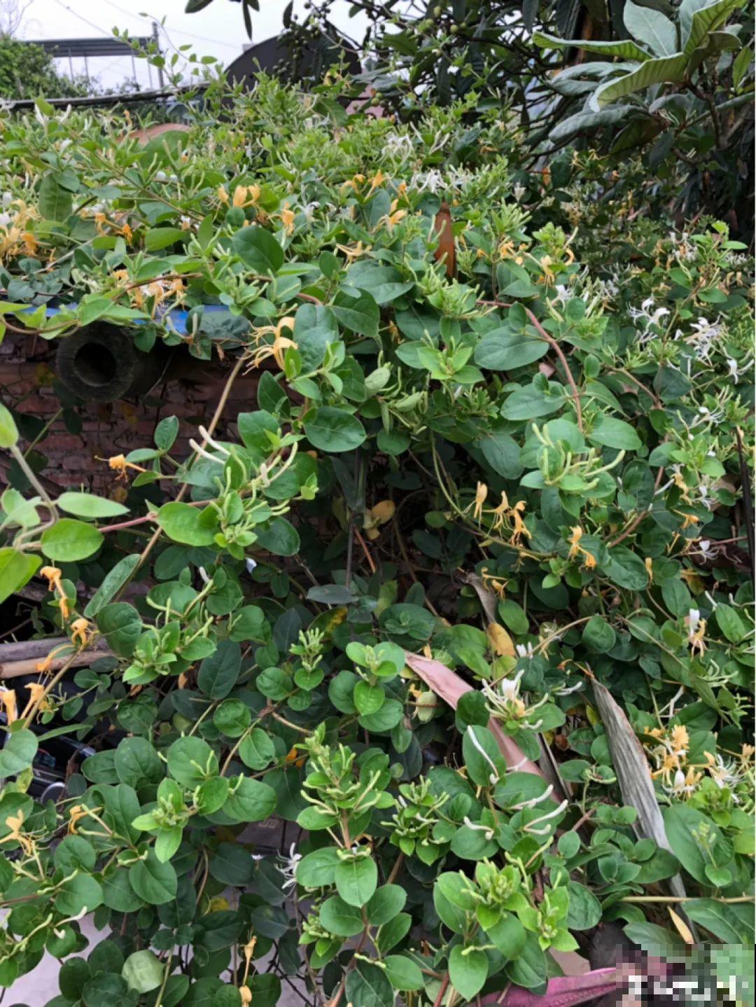 屋里种一棵爬藤花，夏天开花超旺，越热开花越多