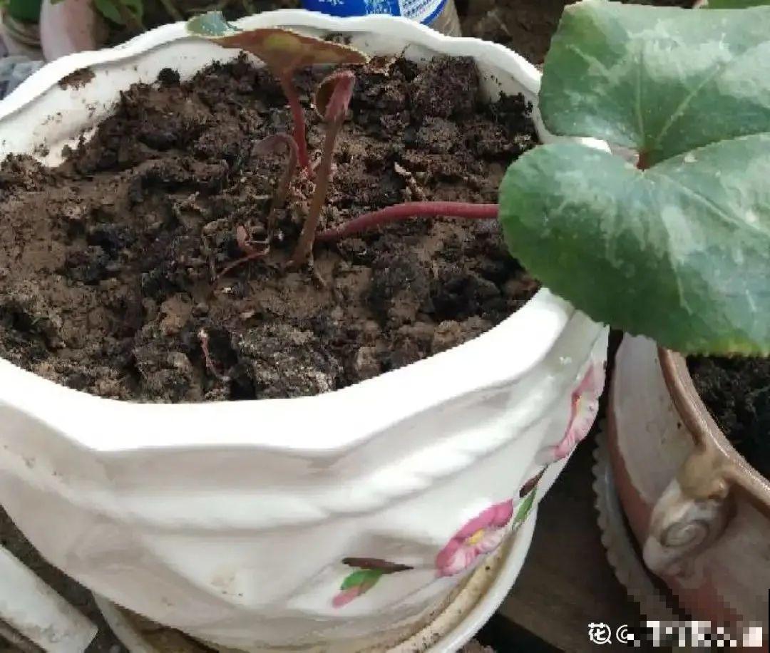 天热了,8种花要休眠,要少浇水 天热了,8种花要休眠,要少浇水