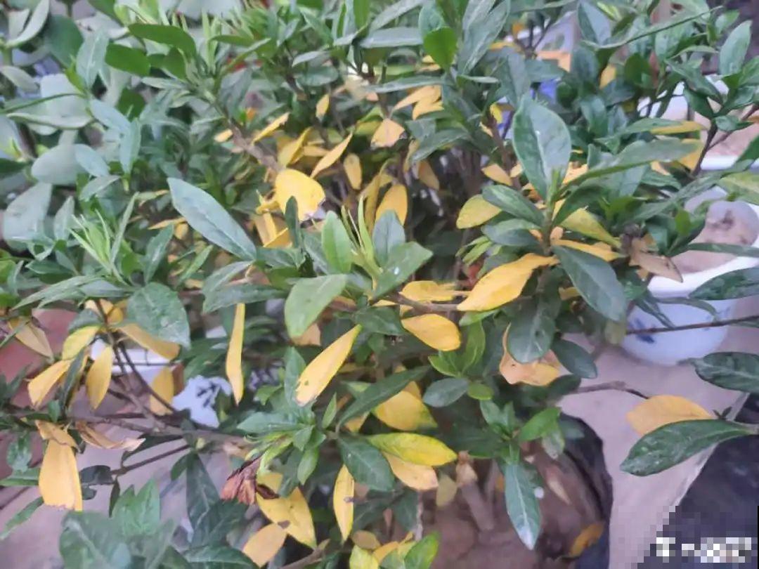 春天养花，就怕乱浇水，浇错水植物死的越快