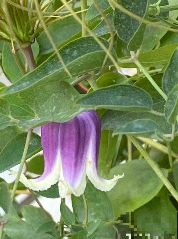 皮实好养的“铃铛铁”,铁线莲中的开花王,耐热皮实特别好养 皮实好养的“铃铛铁”,铁线莲中的开花王,耐热皮实特别好养