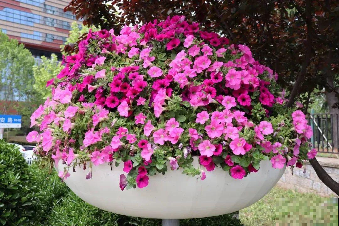 矮牵牛得剪一剪，才能开花多，满盆都是花苞！