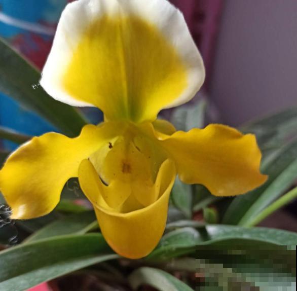 80种常见花卉，读过后，花名难不倒你