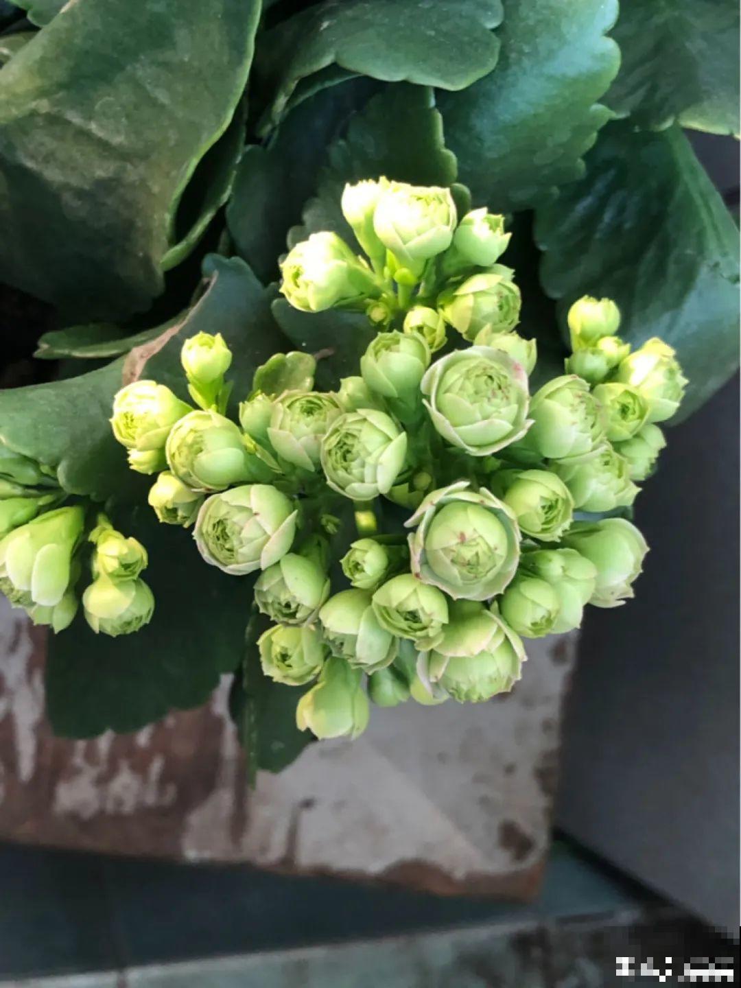 春天养盆绿色花,看着清爽干净,今年一定要养一盆 春天养盆绿色花,看着清爽干净,今年一定要养一盆