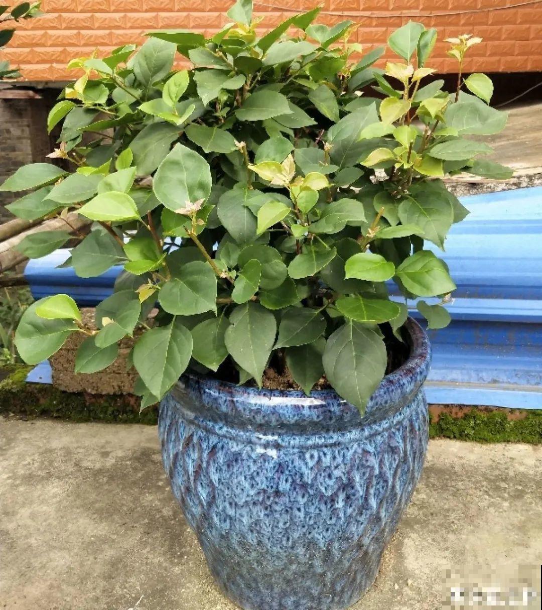 初春浇水要谨慎，浇水浇不对，小心全军覆没