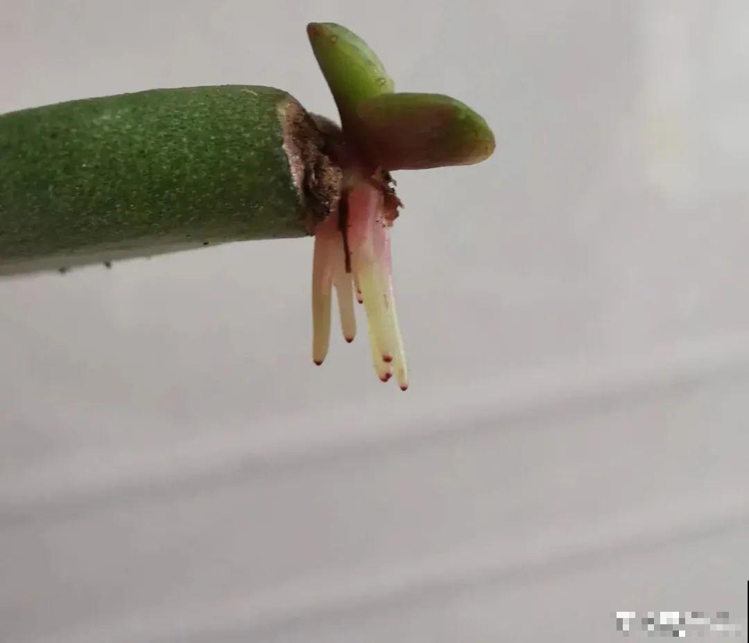 12种花真是太能生，叶子沾土就生根，实在太好活