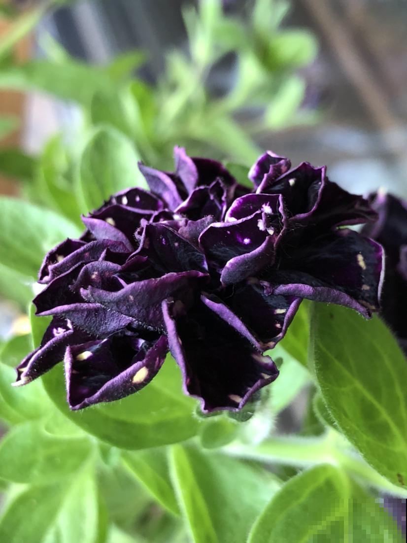 不能给花施肥的5种情况，一定要谨记，不然最后剩空盆